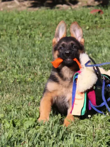 Puppies Sitara x Ieuan - Purple girl