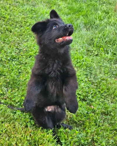 Puppies - Ursa beg