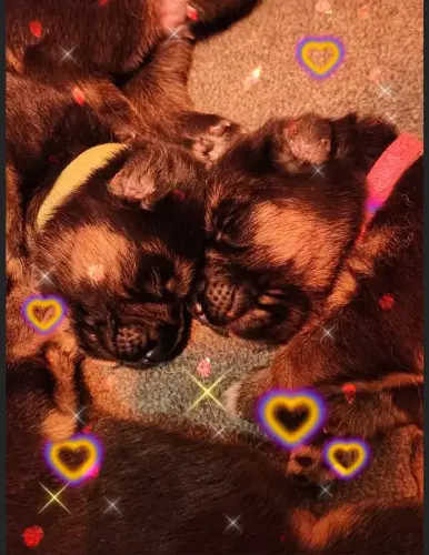 Puppies - Vega x Maestro