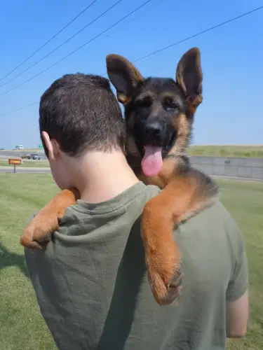 Puppies Zeva x Ieuan