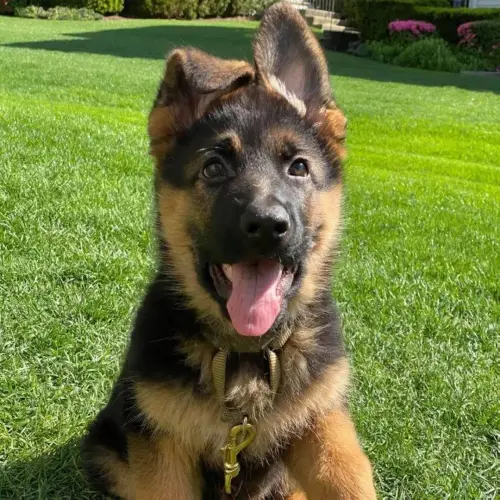 Puppies - adorable