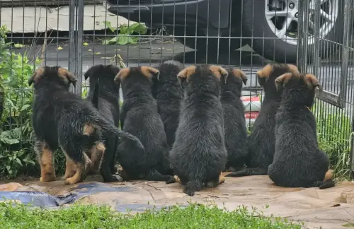 Puppies - butts lined up
