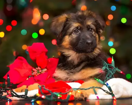 Puppies -christmas