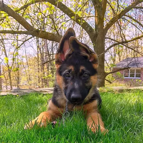 Puppies closeup