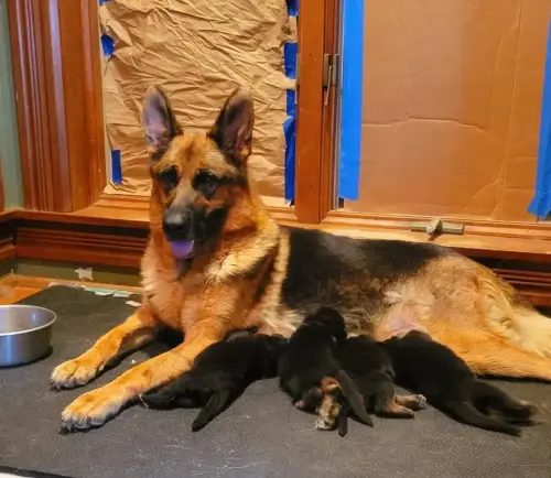 Puppies - harper kids