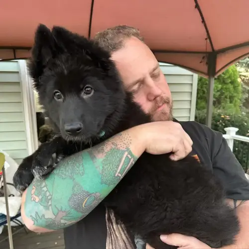 Puppies - longcoat black
