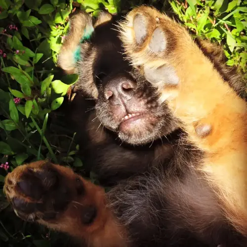 Puppies paws
