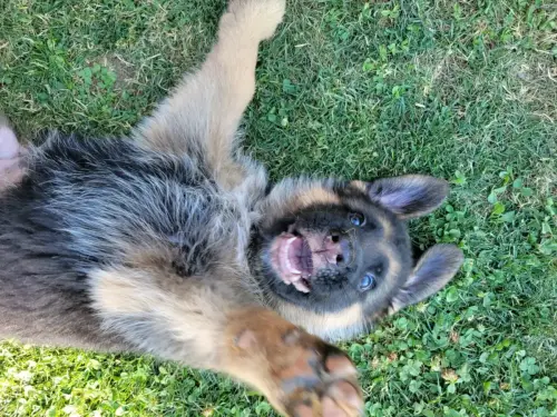 Puppies - silliness