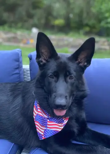 PuppiesPatiotic