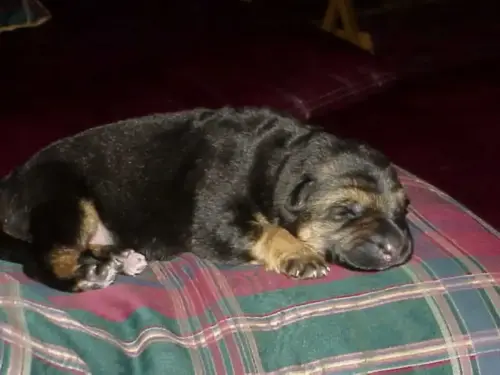 Puppy-AnkaBaby