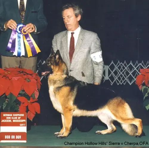 STARS - CH Hollow Hills' Sierra v Cherpa, CD, OFA