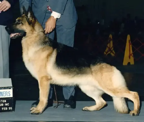 STARS - CH. Hollow Hills' Gwydion v Major, CD, OFA