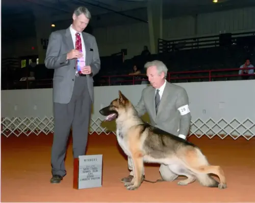 STARS - CH. Hollow Hills' Gwydion's Heir, OFA - first Major0001