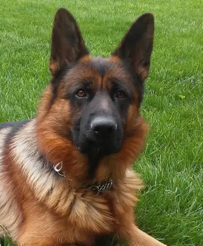 STARS- SAR dog Jeter