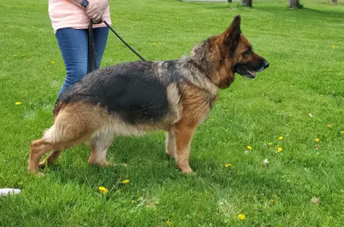 STARS- V Blossom Champ Jet Colection, BH, IPO 1, Kkl 1 'a'