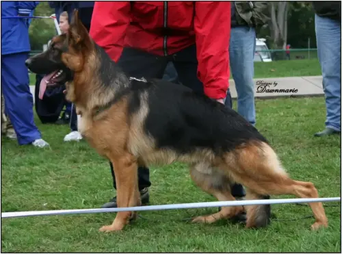 STARS - V Xico v hohlen Huegel, SchH 3, Kkl 1 'a' - NE Regional Young Dog Vice Sieger