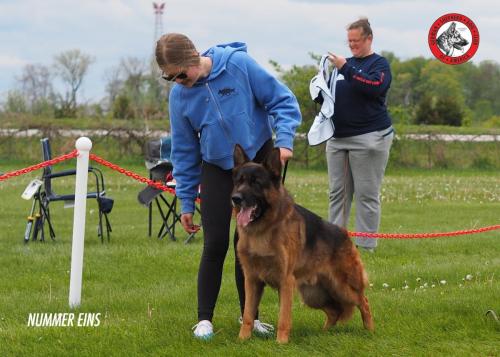 Stovan SG1 GSDCA Universal Sieger Show 2023
