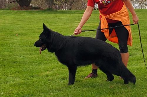 Valko