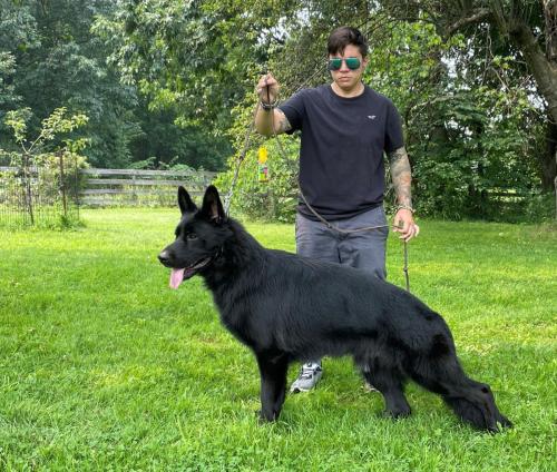 Valko