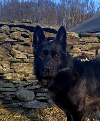 Valko