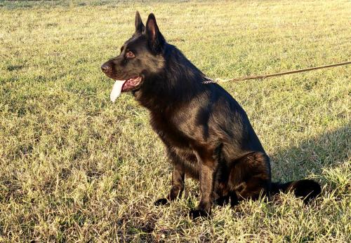 Valko