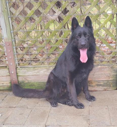 Valko