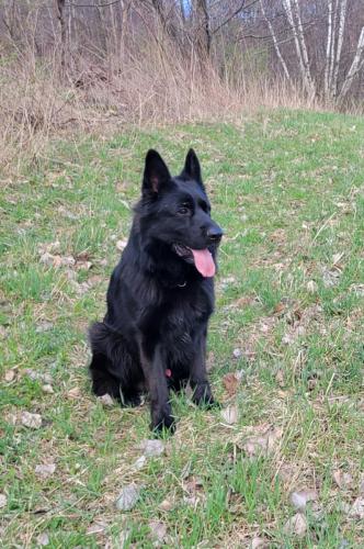 Valko