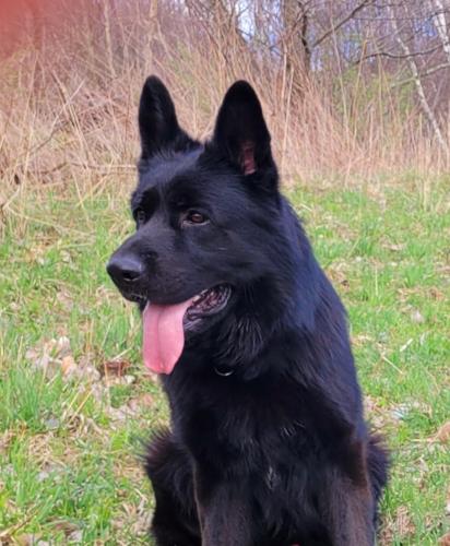 Valko
