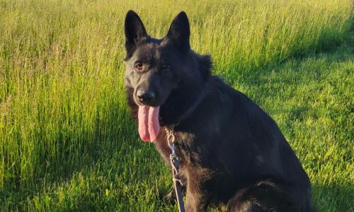 Valko