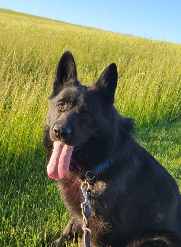 Valko